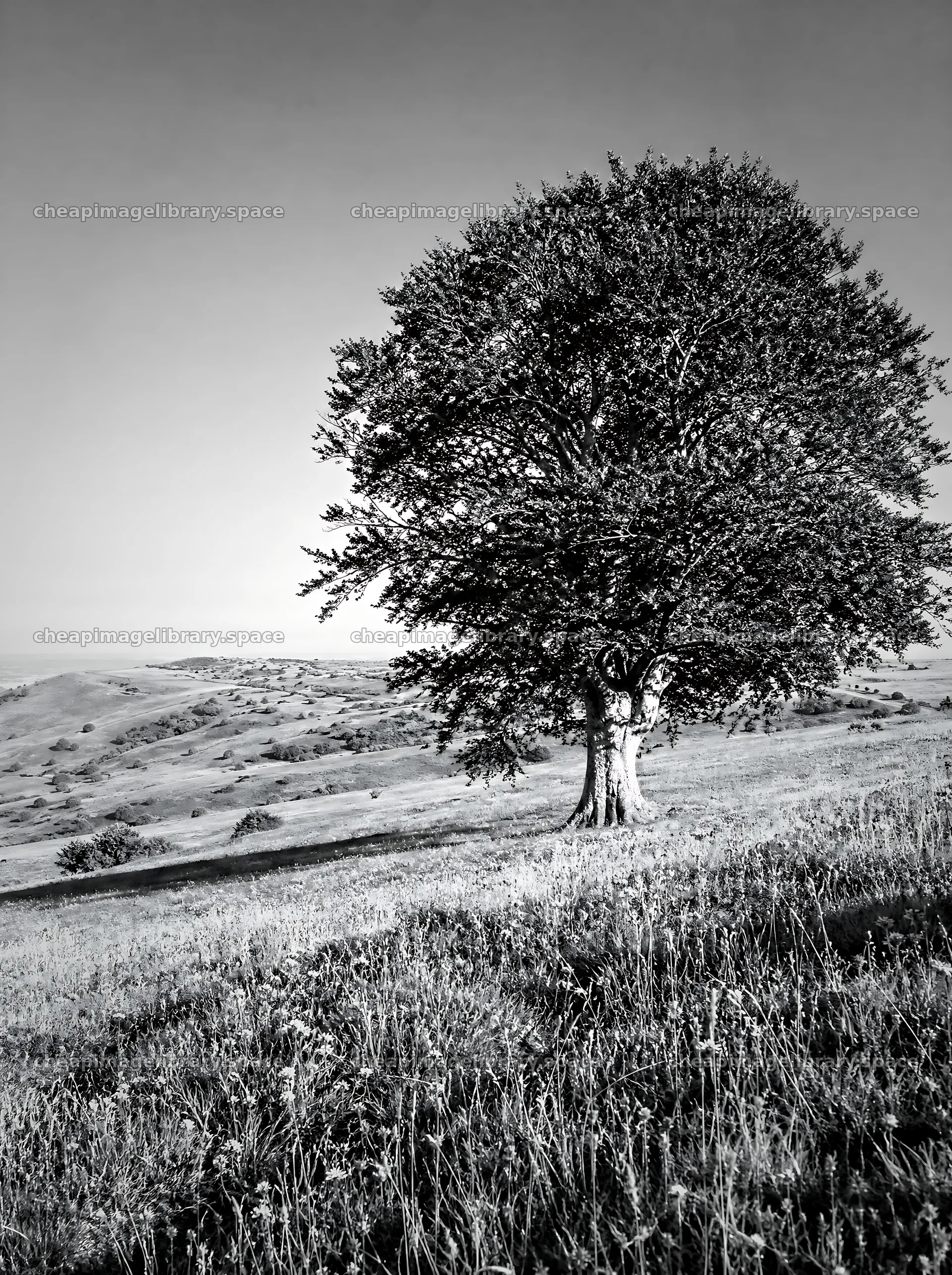 Bright chalk meadow with a single tree under clear sky – image library 6858x9186