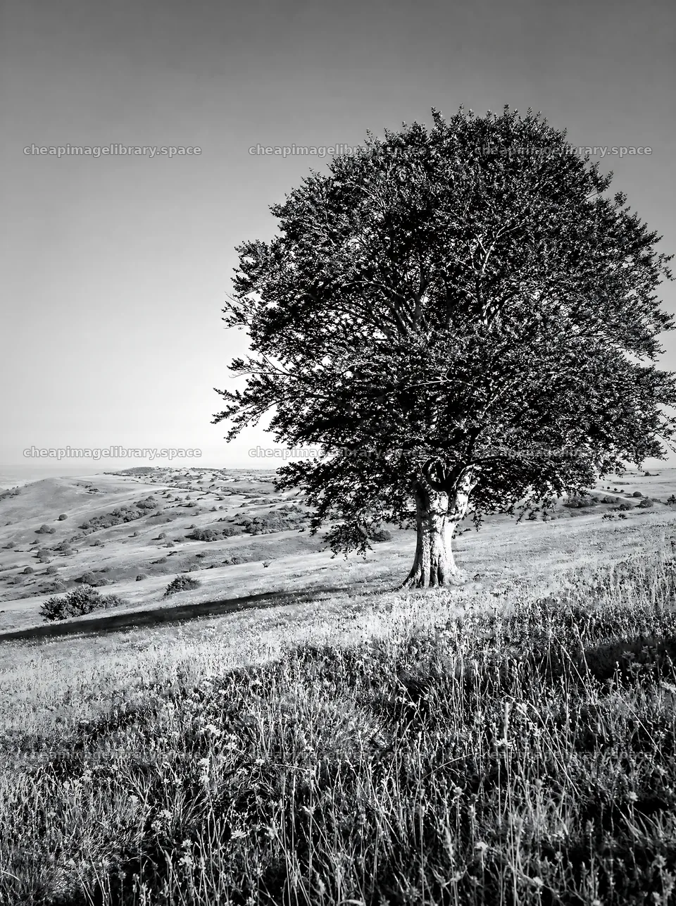 Bright chalk meadow with a single tree under clear sky – image library 6858x9186