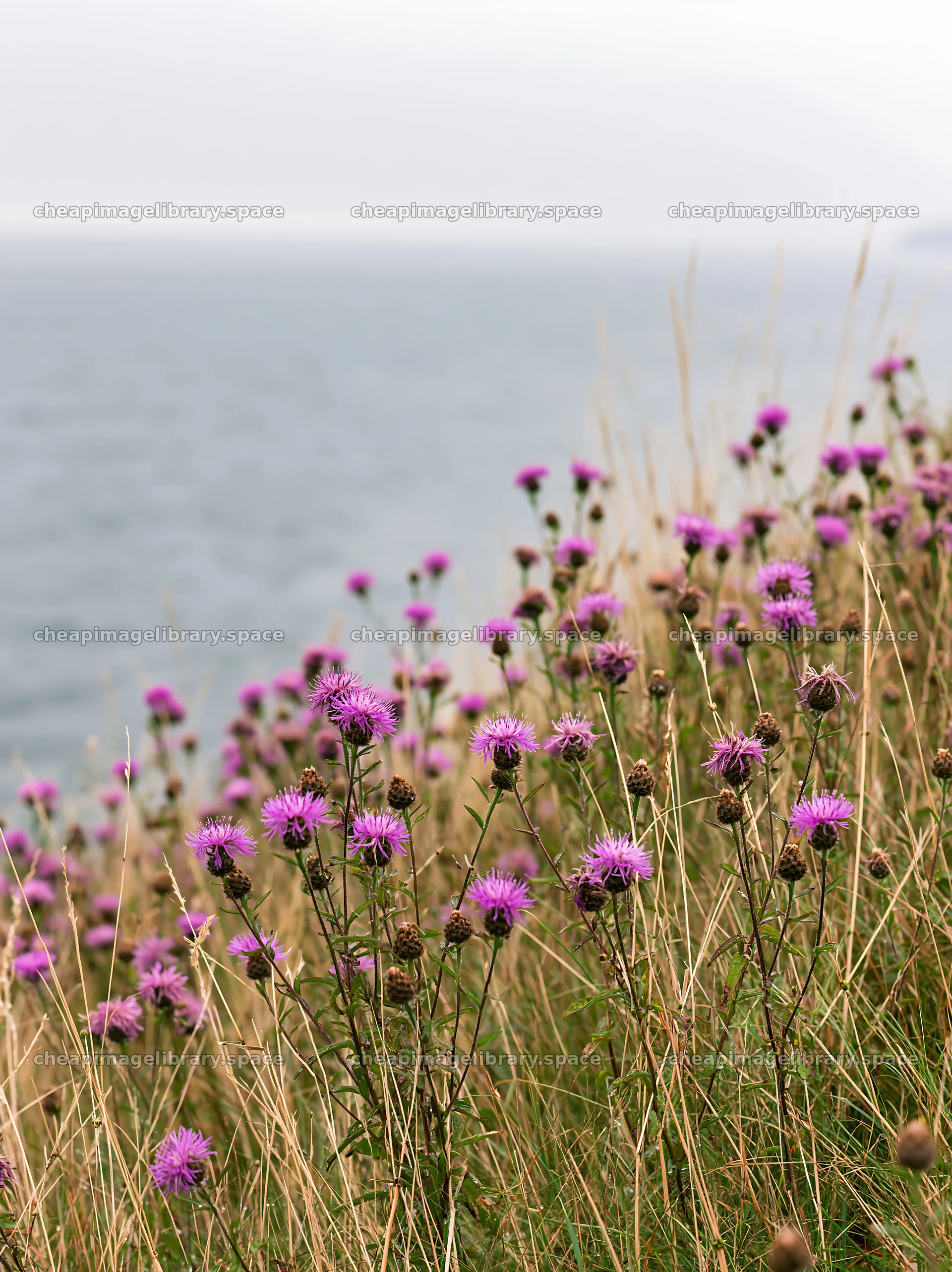 Meadow with knapweed near the water's edge – image library 6866x9174