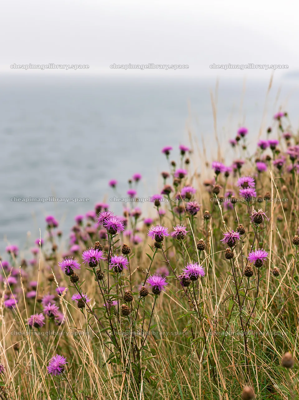 Meadow with knapweed near the water's edge – image library 6866x9174