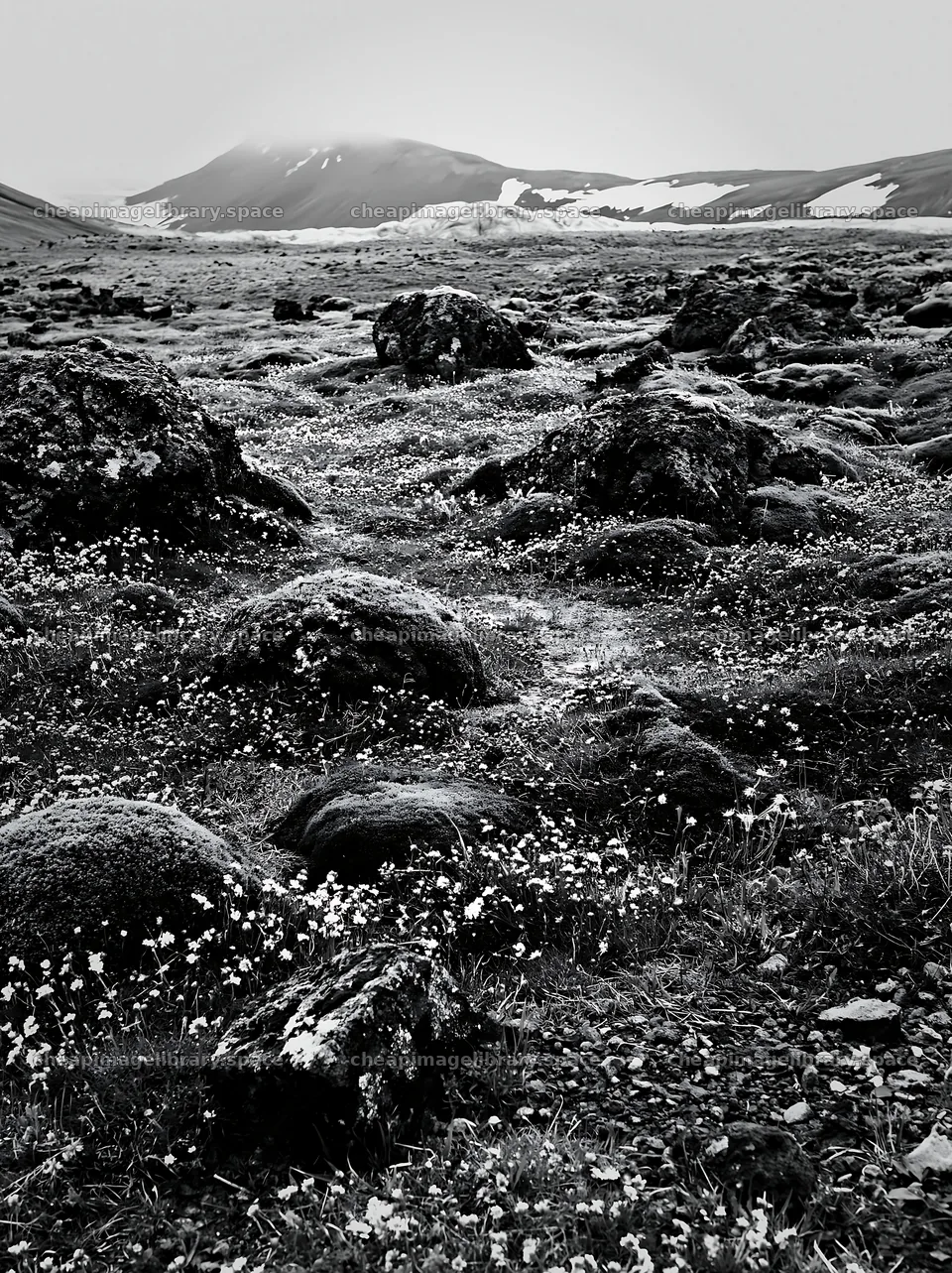 Meadow with boulders in a mountain landscape – image library 6866x9174