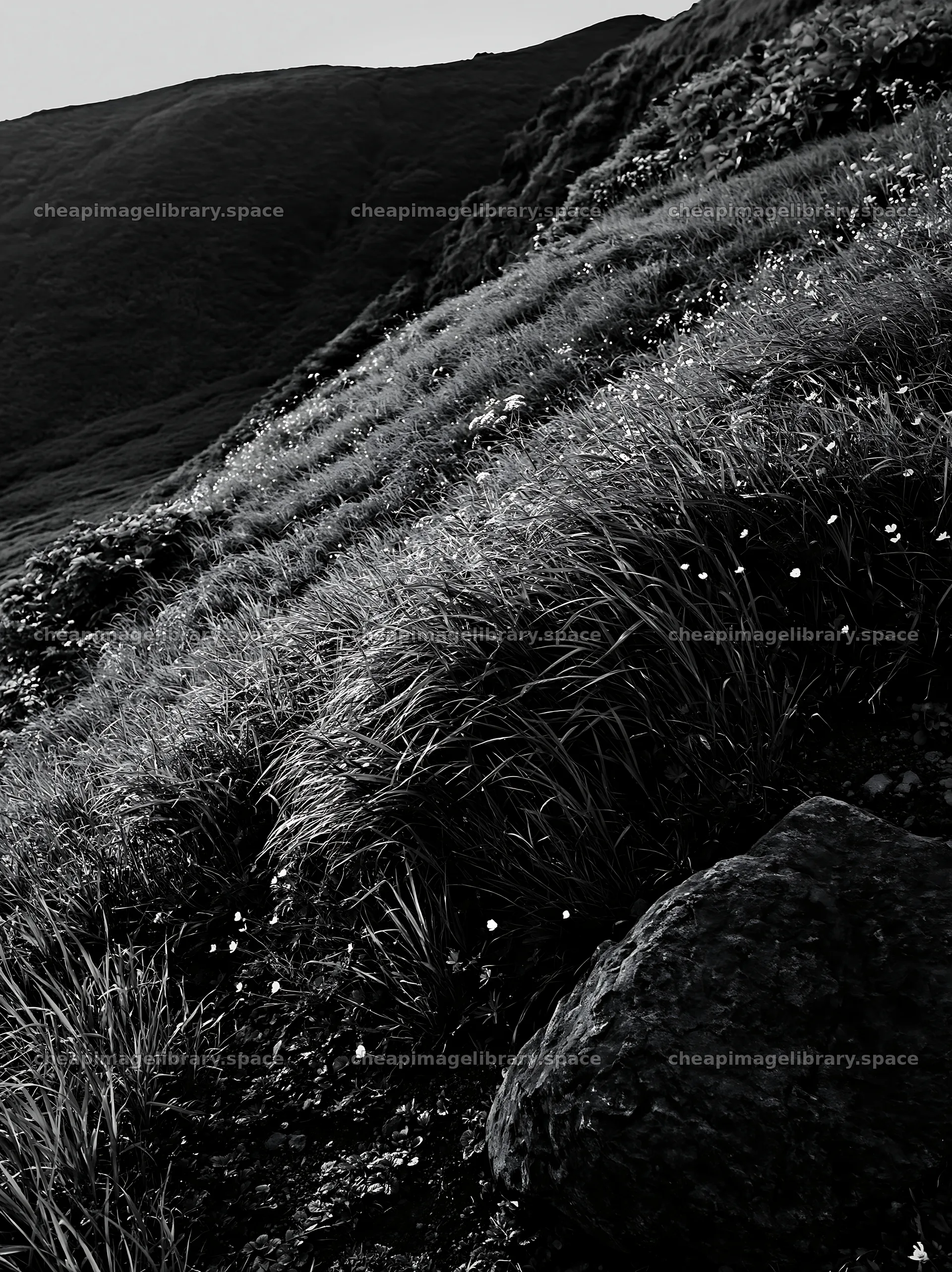 Aomori climate resilient meadow with boulder – image library 6866x9174
