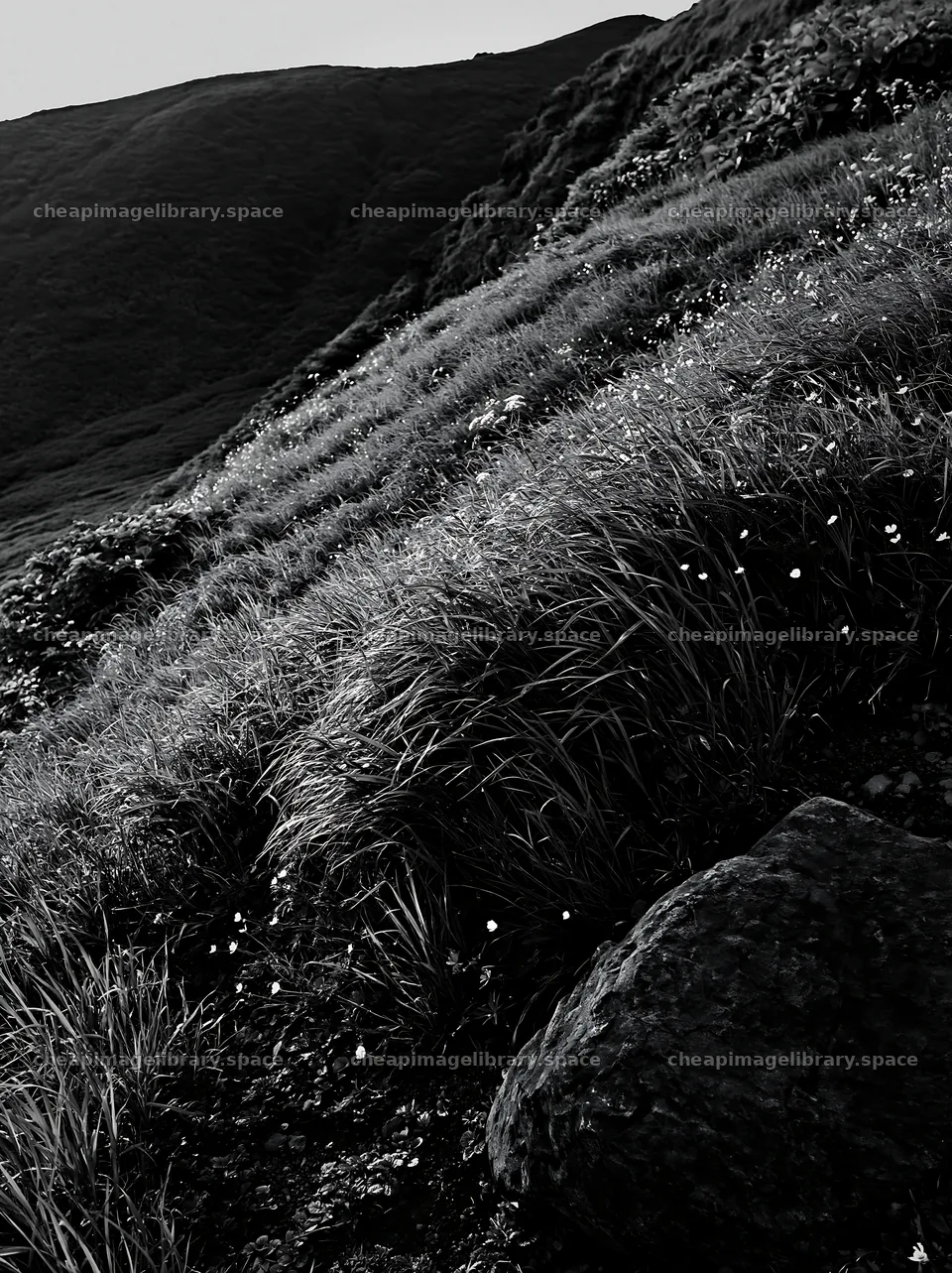 Aomori climate resilient meadow with boulder – image library 6866x9174