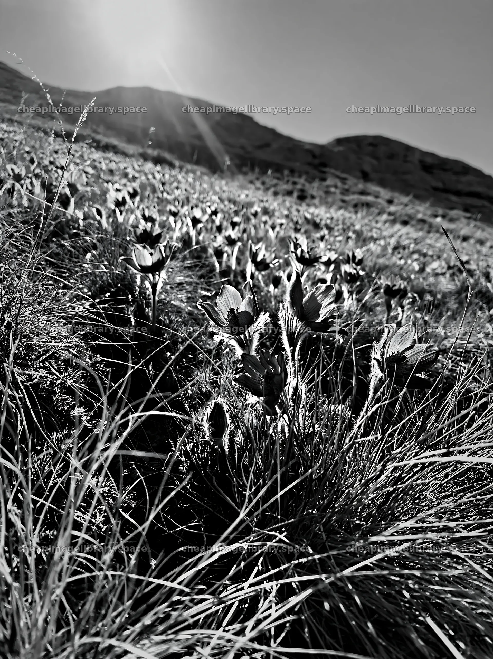 Sunny pasqueflower meadow with mountain in the background – image library 6866x9174