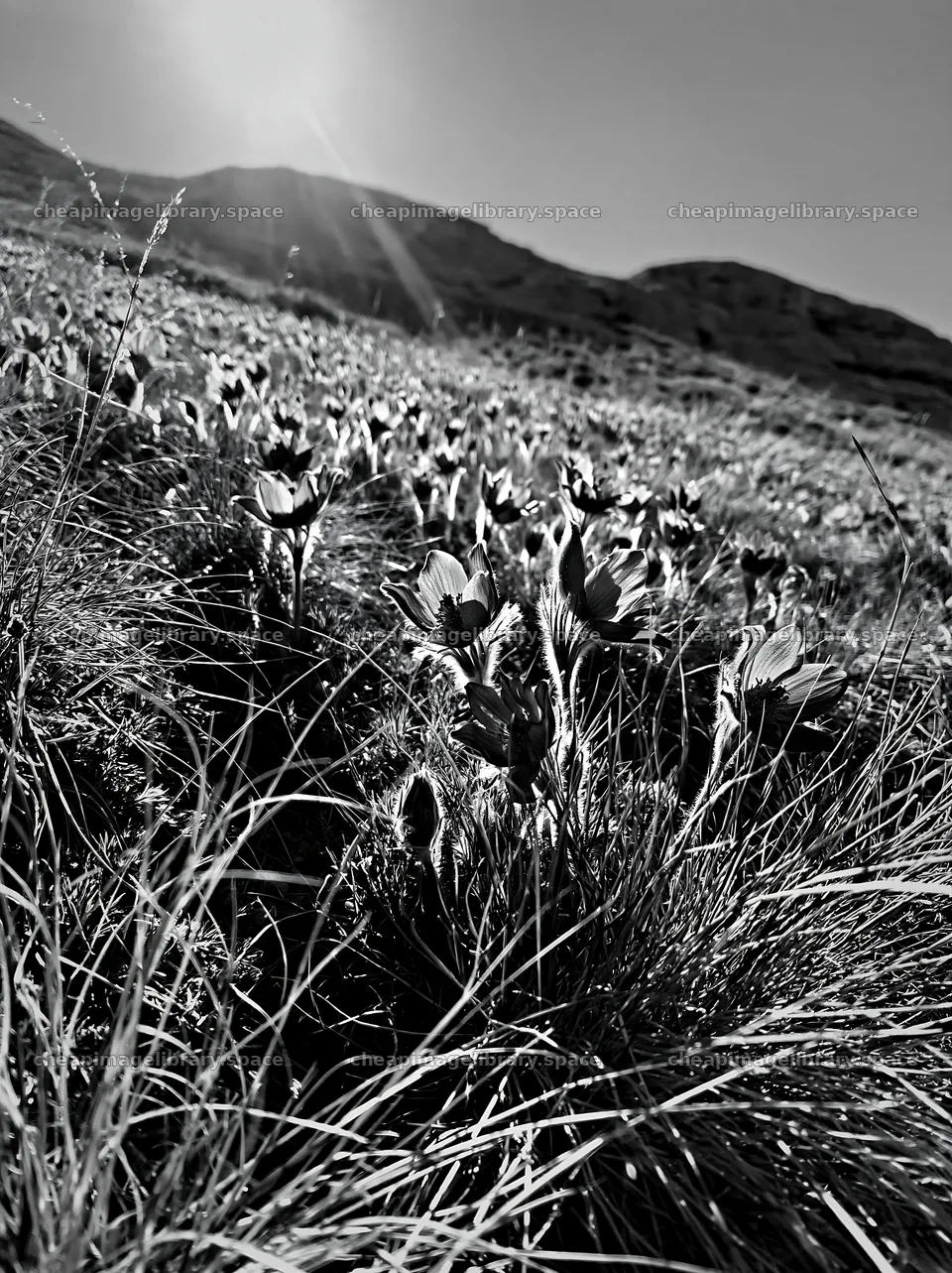 Sunny pasqueflower meadow with mountain in the background – image library 6866x9174