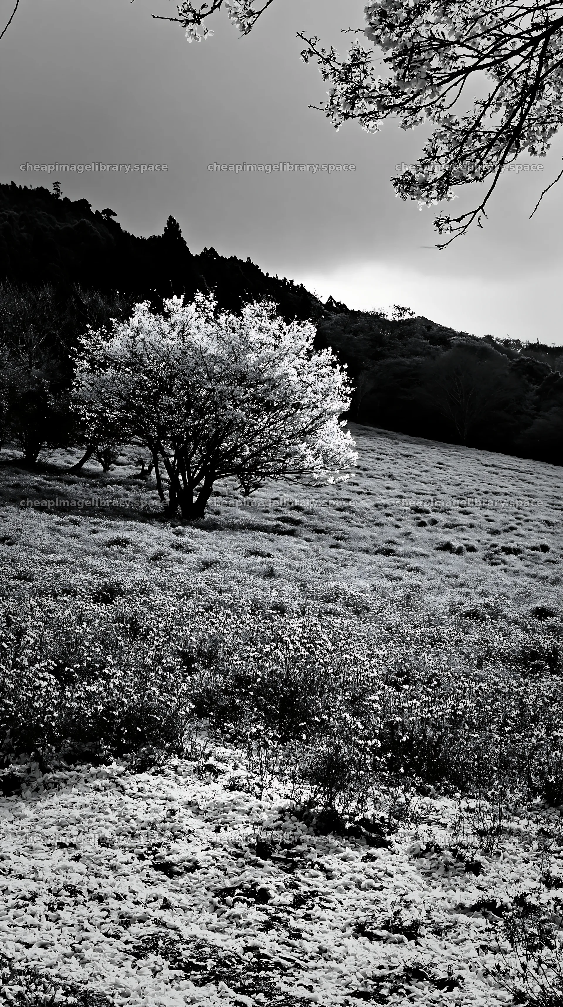 Fallen blossoms in a meadow in Fukuoka during spring – image library 5938x10608