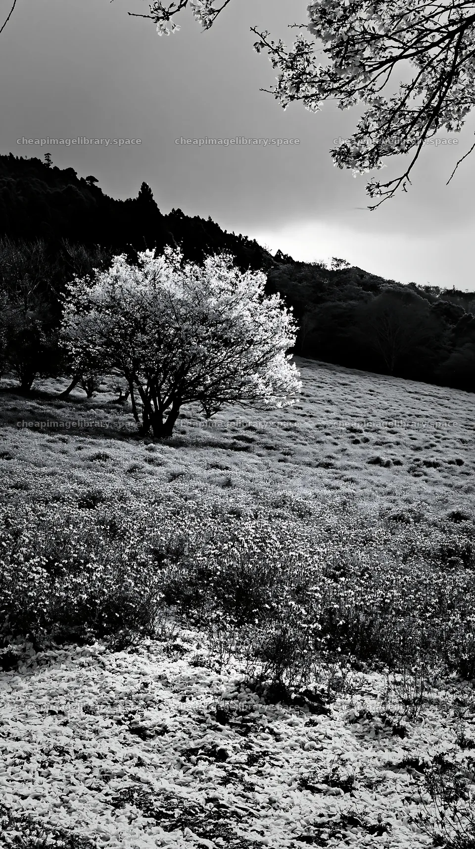 Fallen blossoms in a meadow in Fukuoka during spring – image library 5938x10608