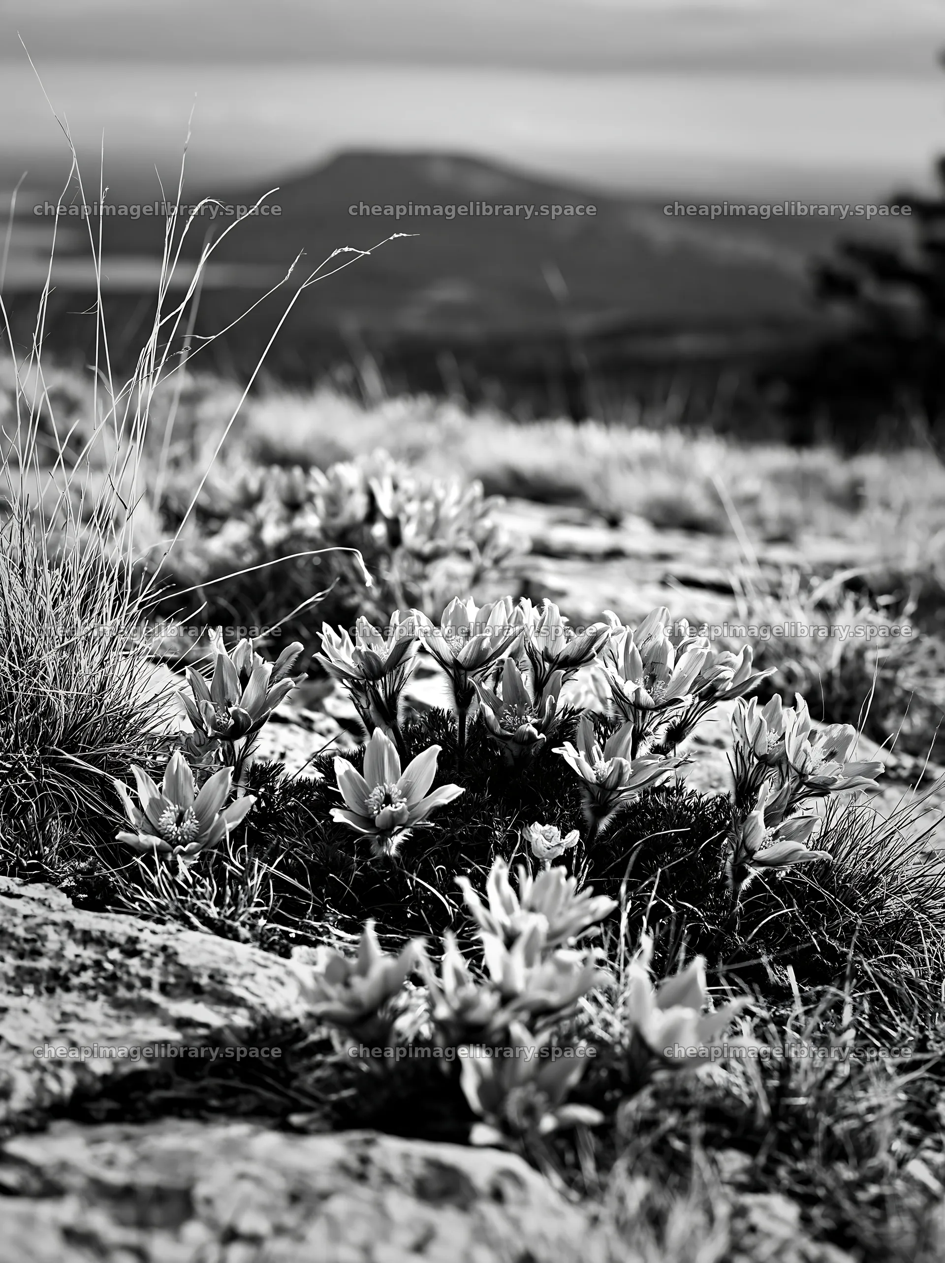 Cloudy pasque flower meadow on rocky terrain – image library 6866x9174