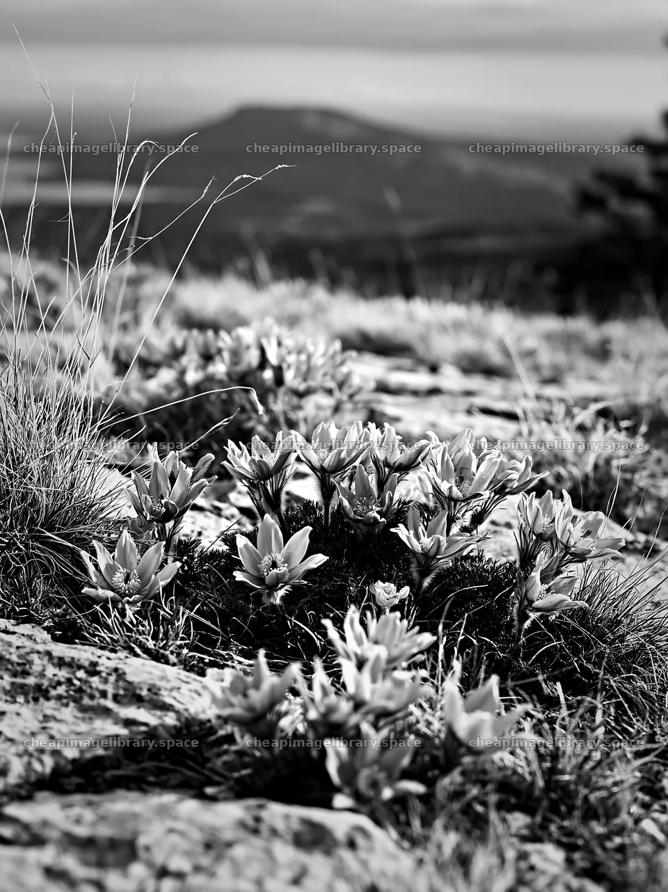 Cloudy pasque flower meadow on rocky terrain – image library 6866x9174