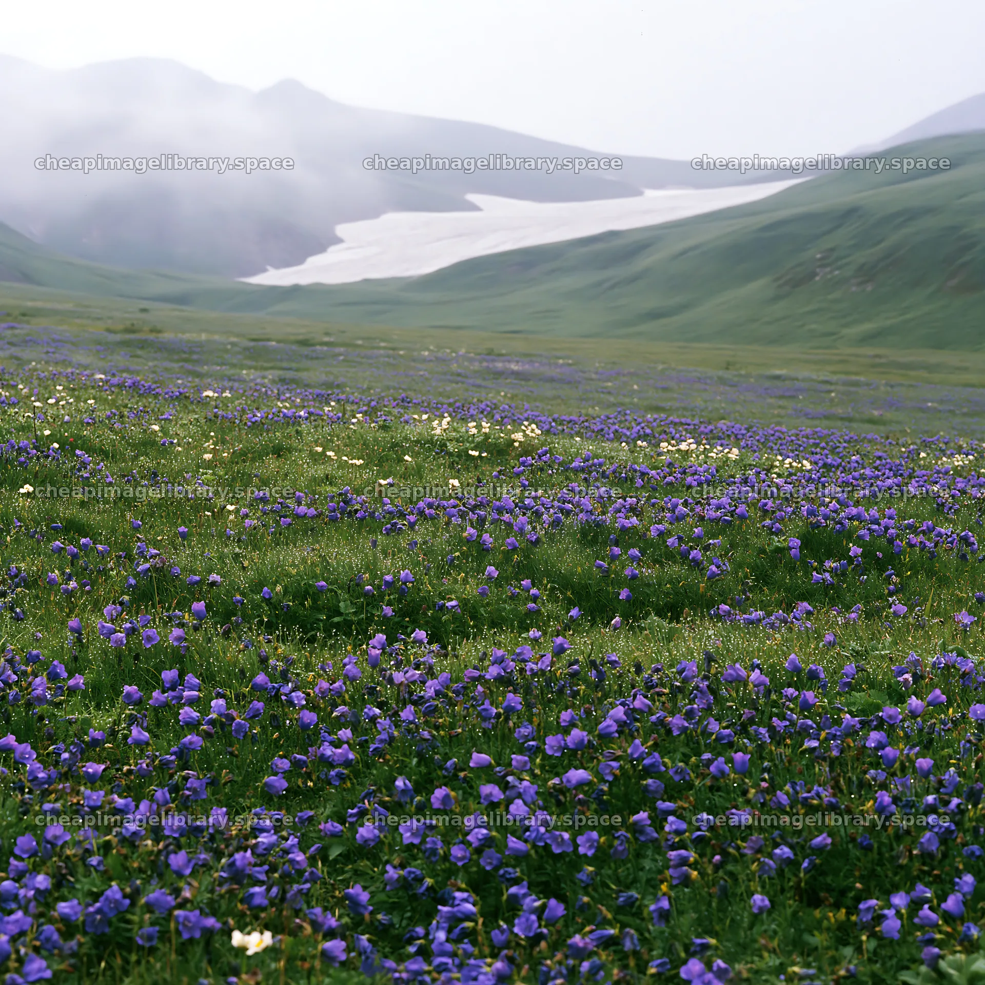 Snowline meadow with flowers and a glacier in the background – image library 7938x7938