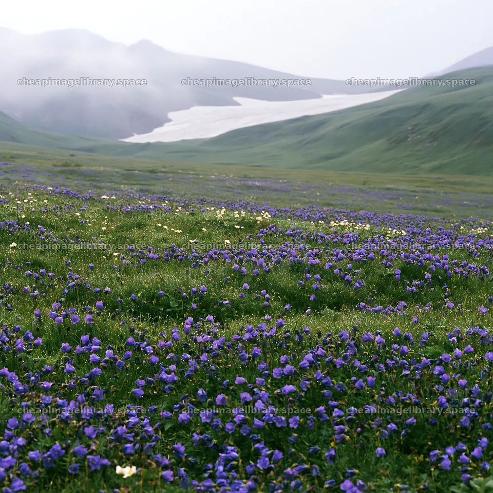 Snowline meadow with flowers and a glacier in the background – image library 7938x7938