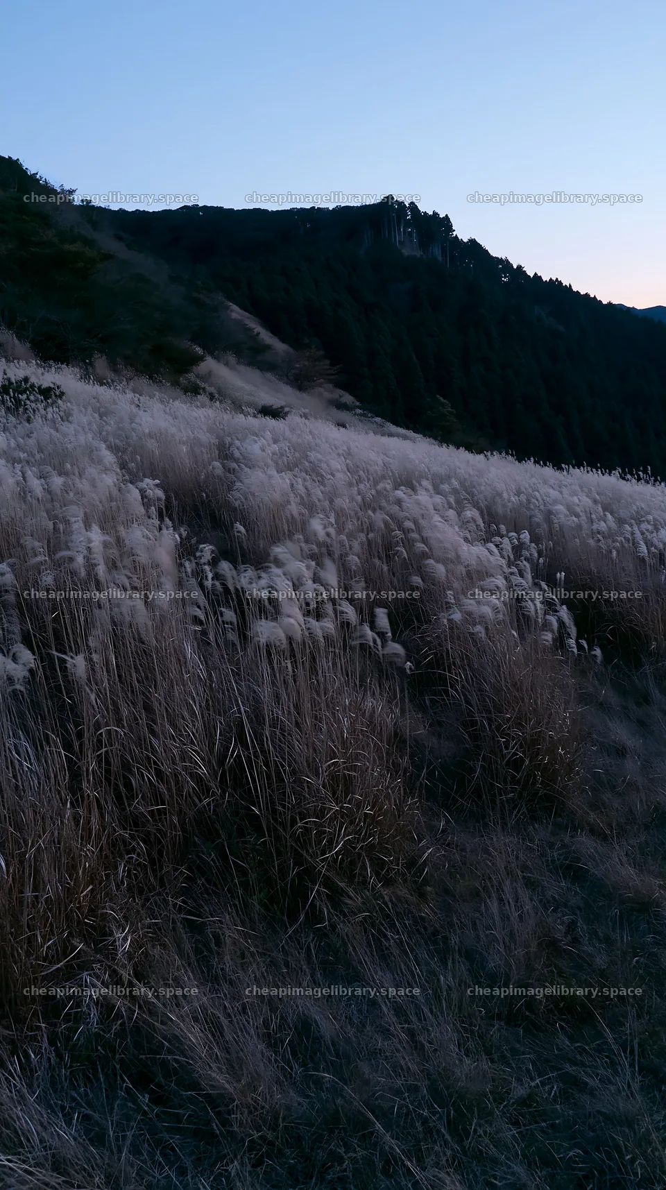 Ehime twilight meadow with dry seedheads – image library 5938x10608