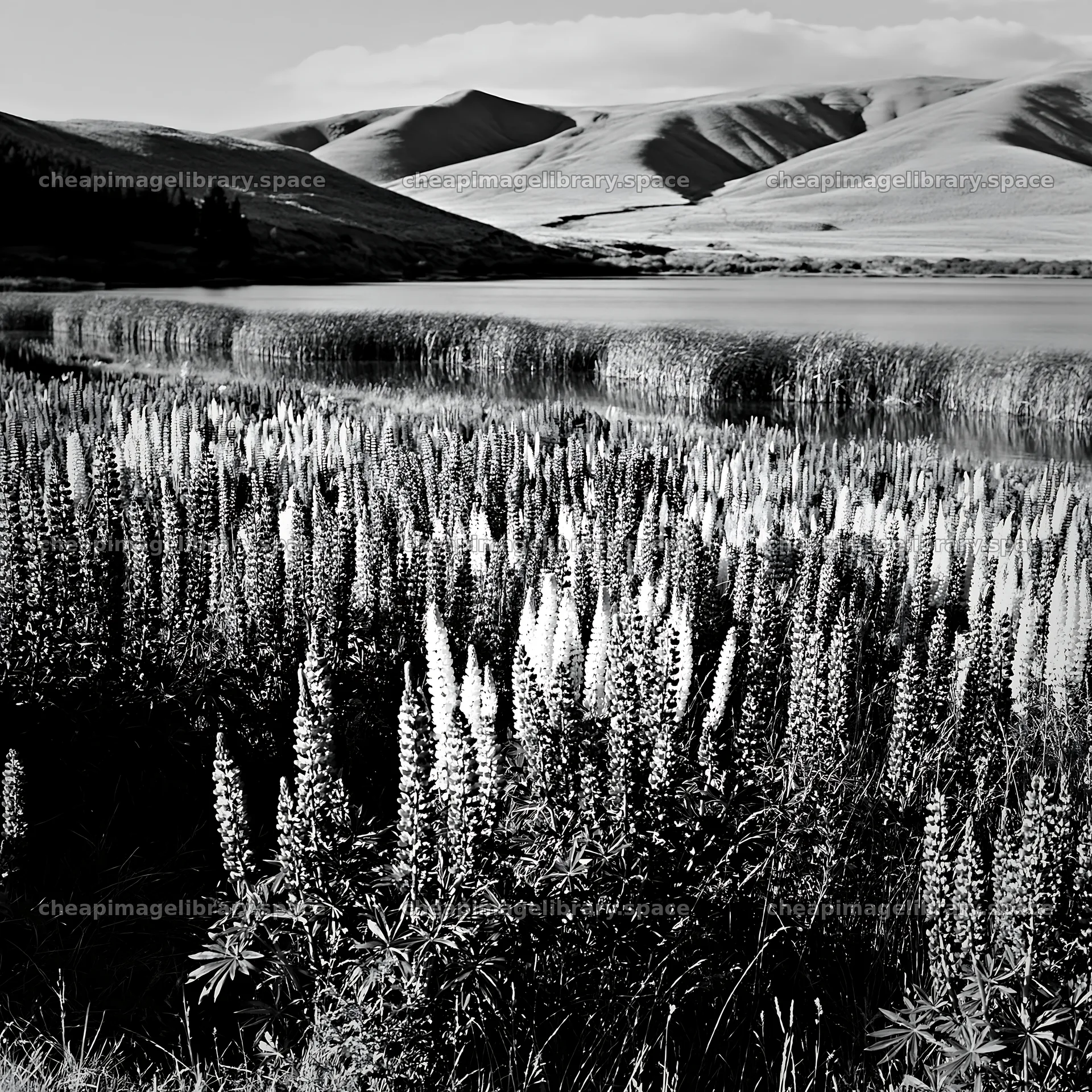 Lupine meadow by Lake Tekapo in black and white – image library 7938x7938
