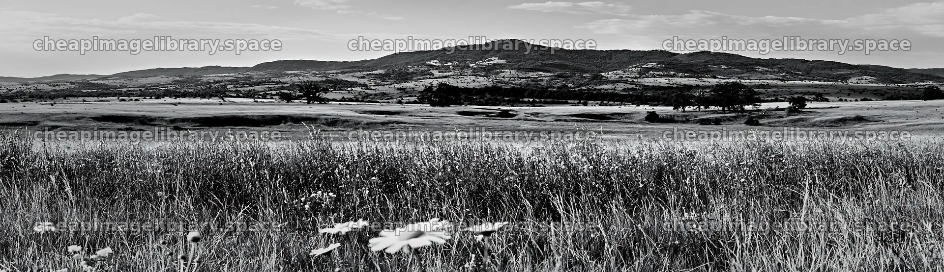 Sainfoin chicory meadow under a cloudy sky – image library 14762x4268