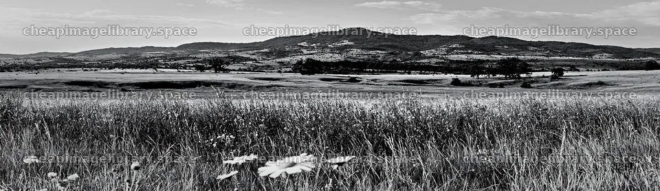 Sainfoin chicory meadow under a cloudy sky – image library 14762x4268