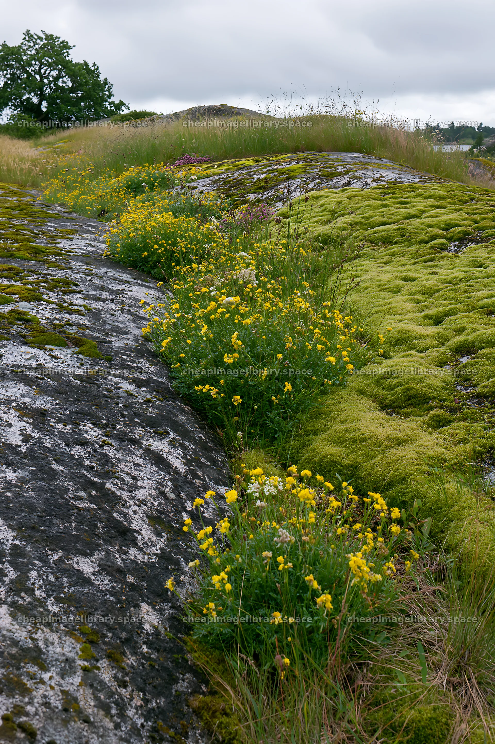 Mossy boulders with yellow flowers in a meadow area – image library 6480x9722