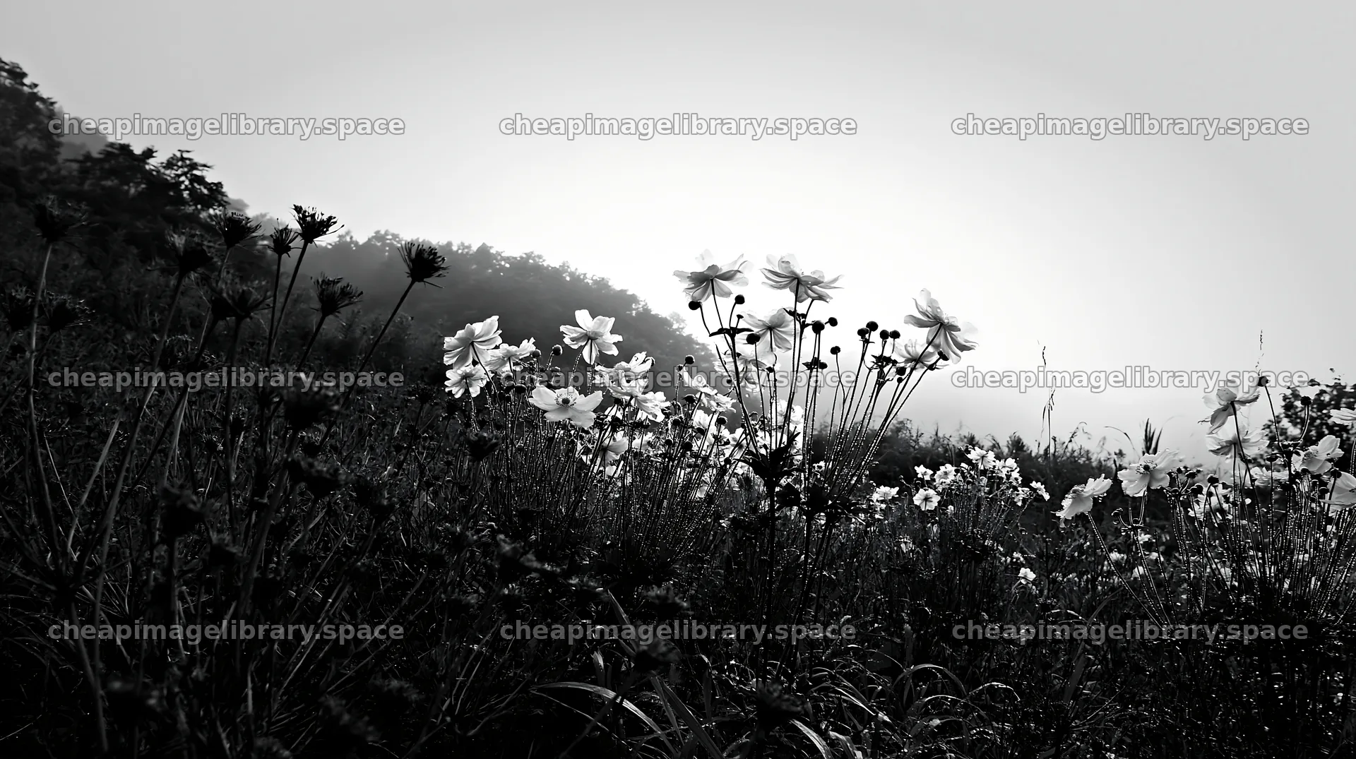 Iwate rain refreshed meadow seedhead foreground – image library 10608x5938