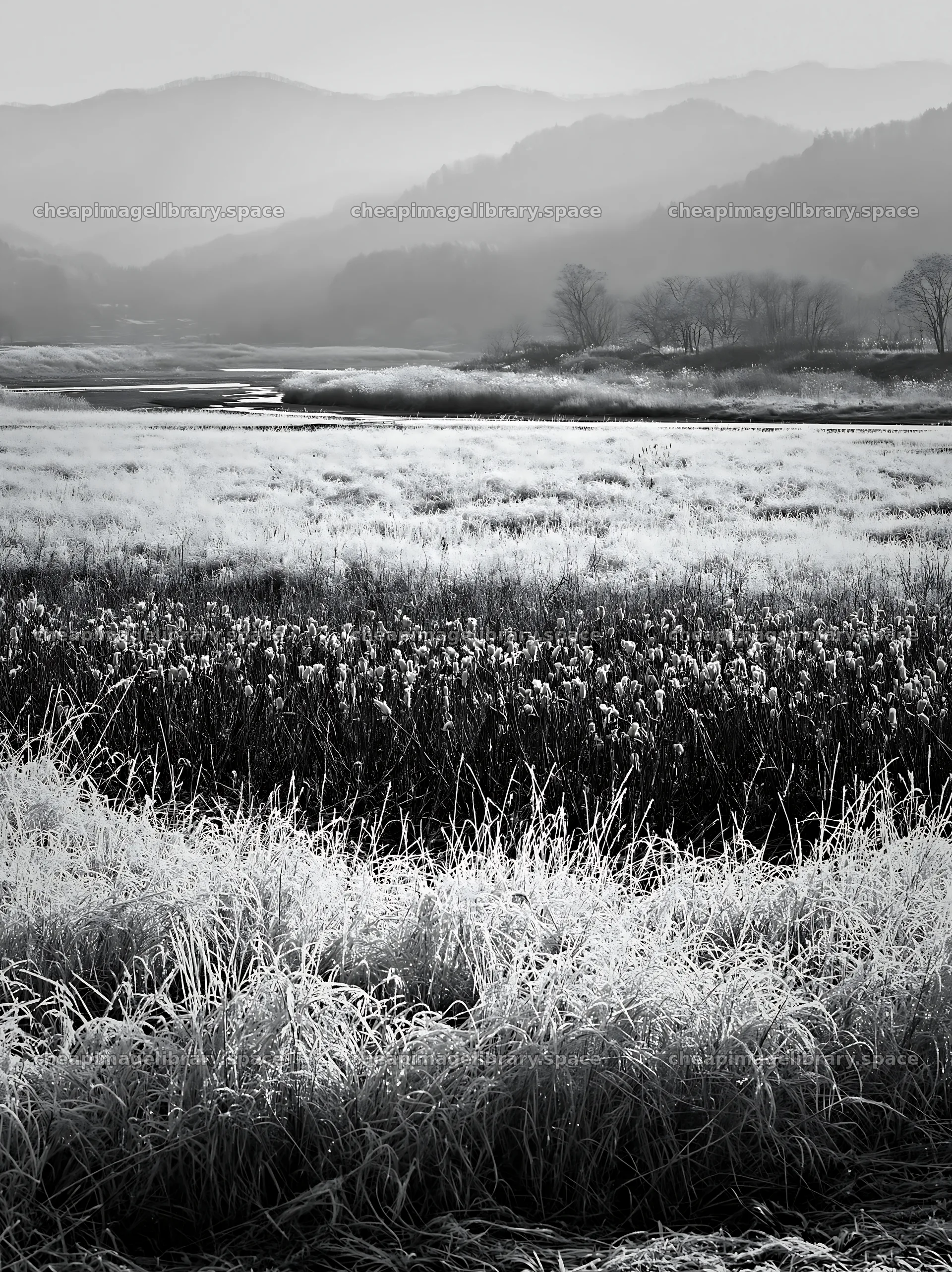 Akita snowmelt meadow with silver grasses in morning light – image library 6866x9174