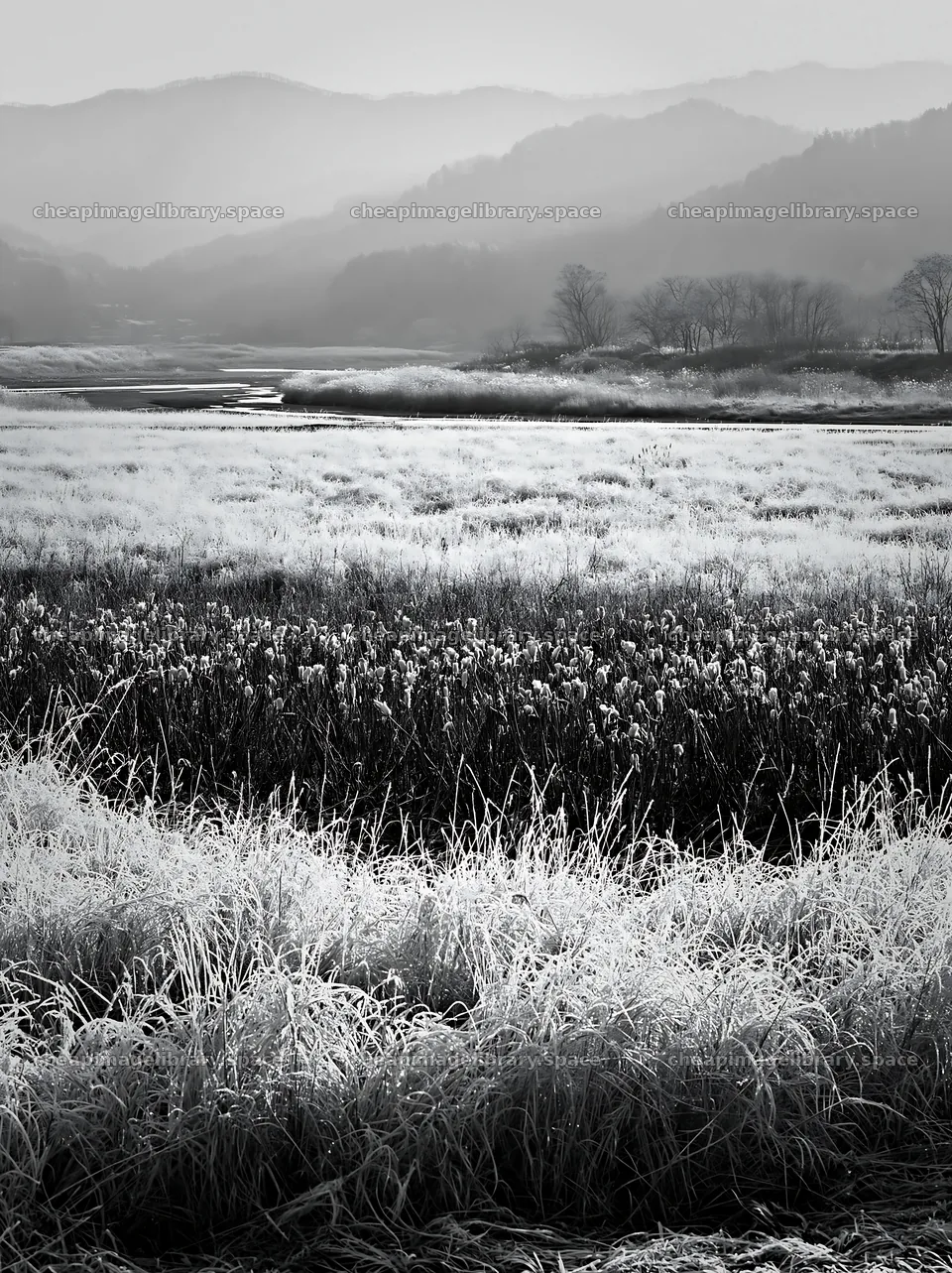Akita snowmelt meadow with silver grasses in morning light – image library 6866x9174