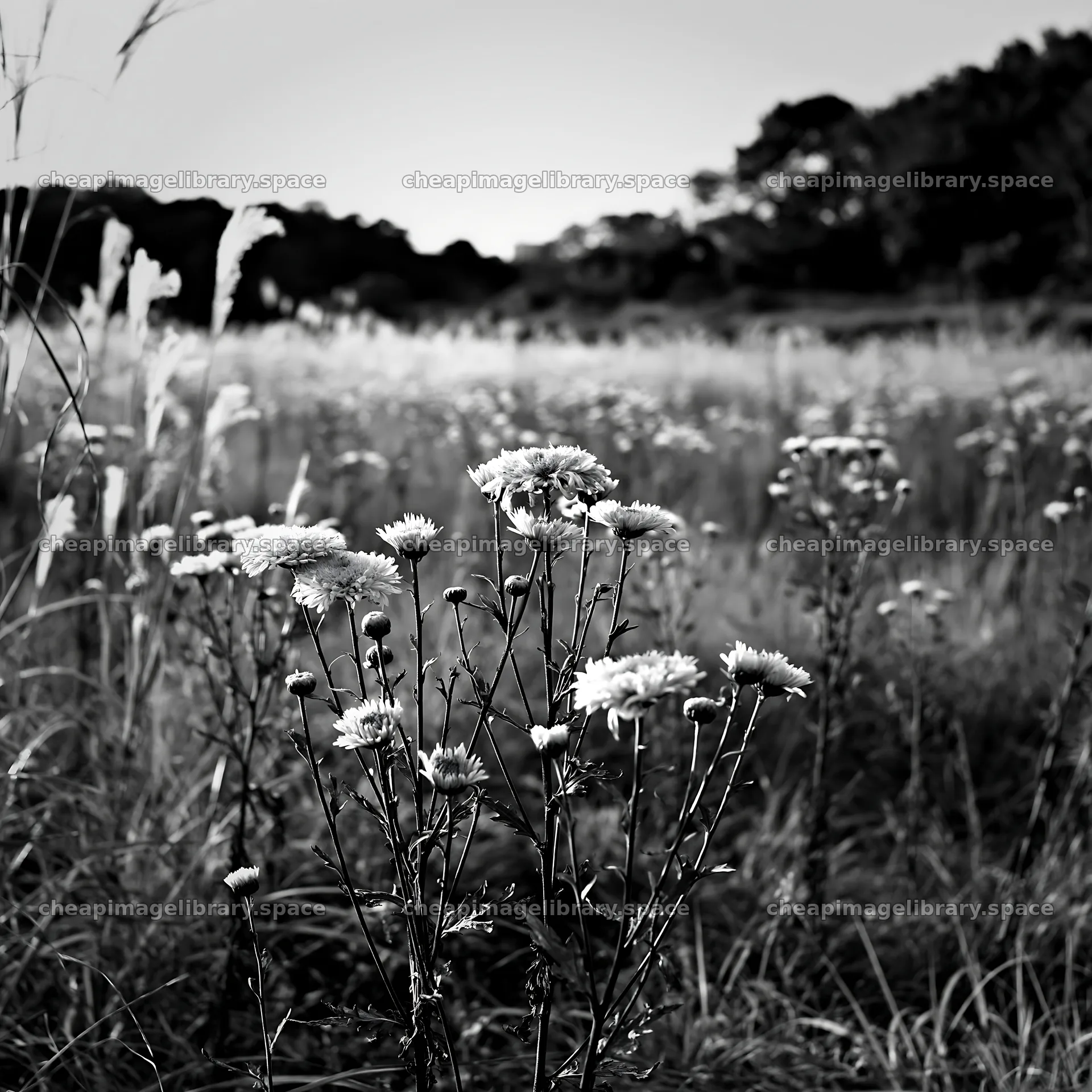 Aichi restored meadow autumn seedheads in the foreground – image library 7938x7938
