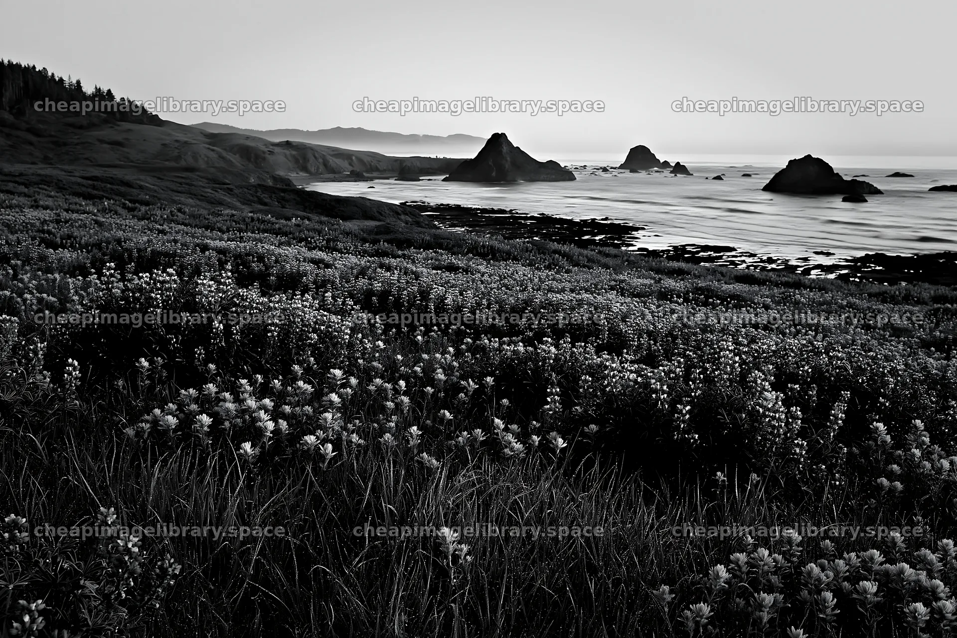 Beachside flower meadow with colorful blooms and ocean view – image library 9722x6480