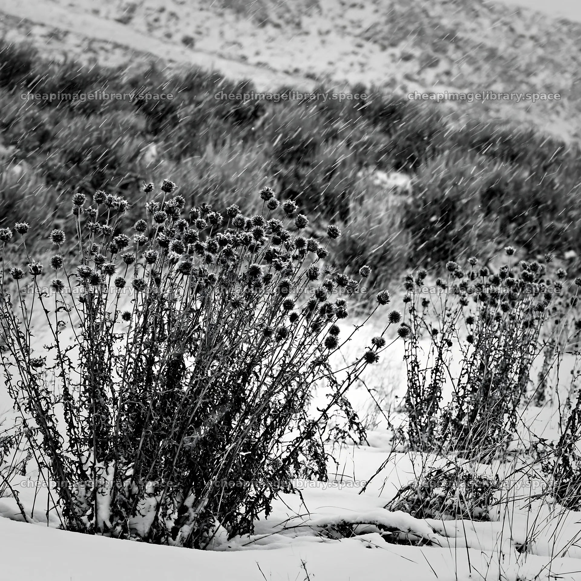 Snowbound meadow with black and white plants in winter weather – image library 7938x7938