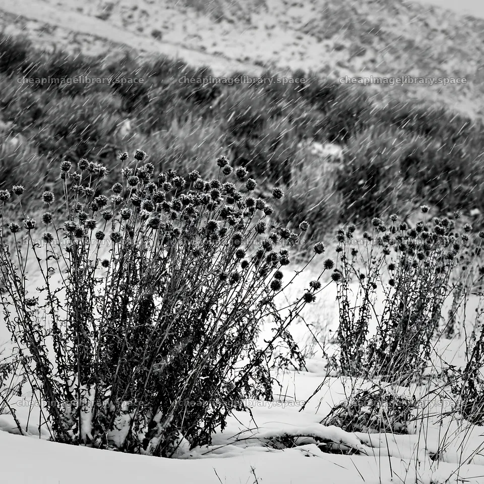 Snowbound meadow with black and white plants in winter weather – image library 7938x7938
