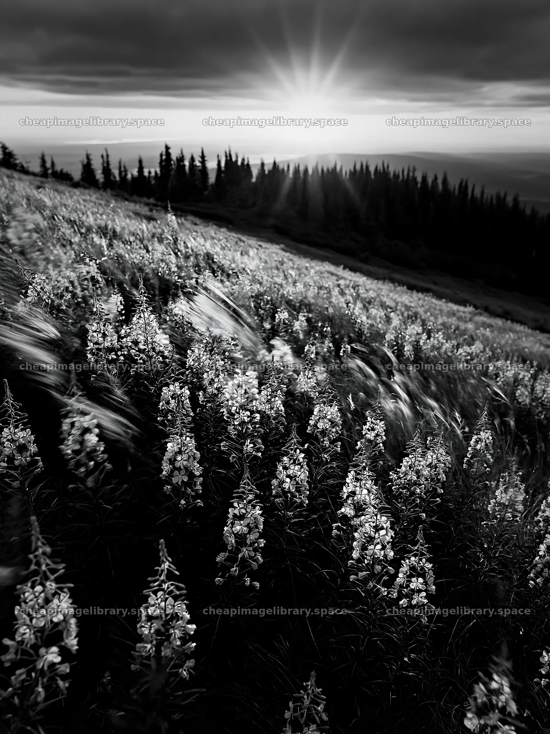 Fireweed meadow at sunset with dark clouds and sun rays – image library 6866x9174