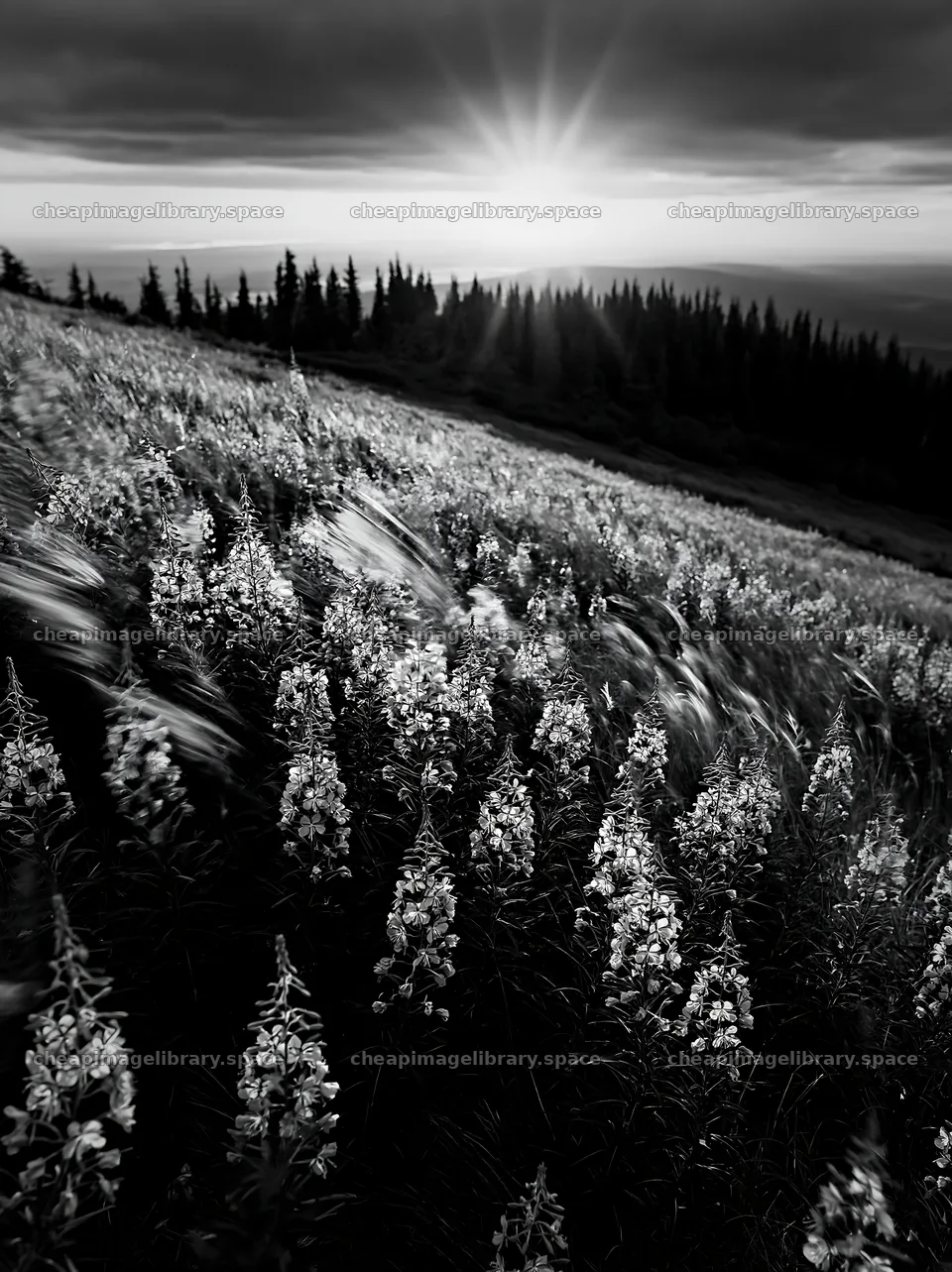 Fireweed meadow at sunset with dark clouds and sun rays – image library 6866x9174
