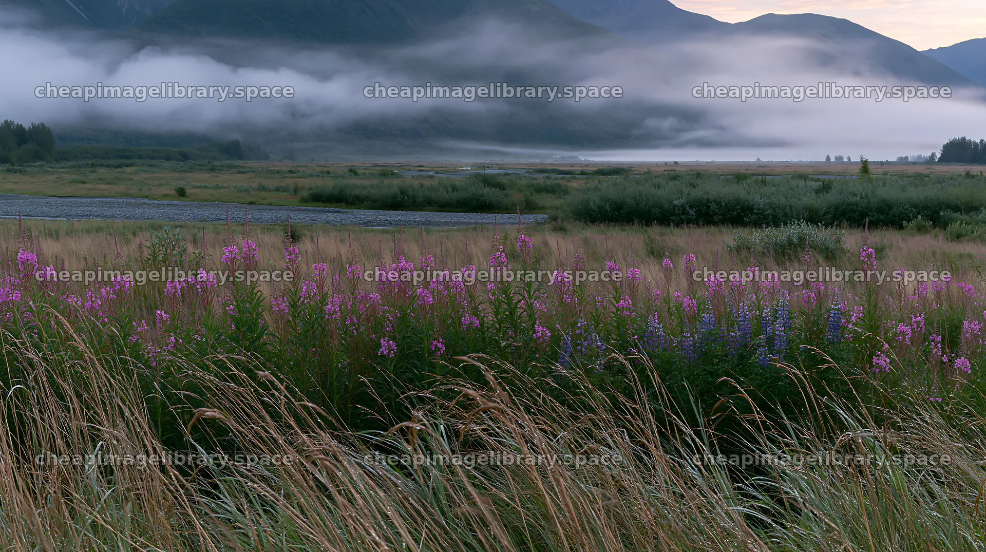 Fireweed and lupine meadow at dawn in misty landscape – image library 10608x5938