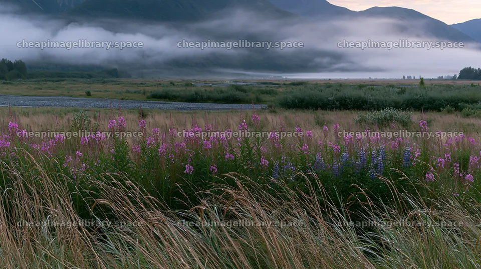 Fireweed and lupine meadow at dawn in misty landscape – image library 10608x5938