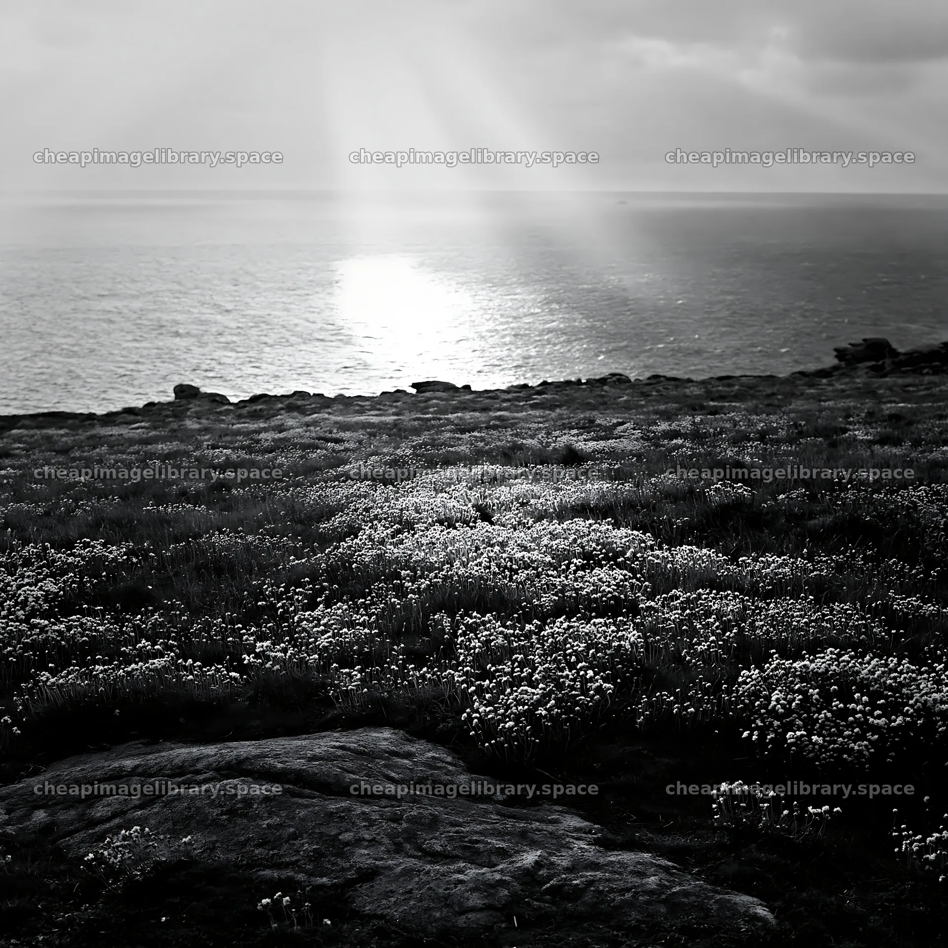 Crepuscular rays illuminate a meadow by the ocean – image library 7938x7938