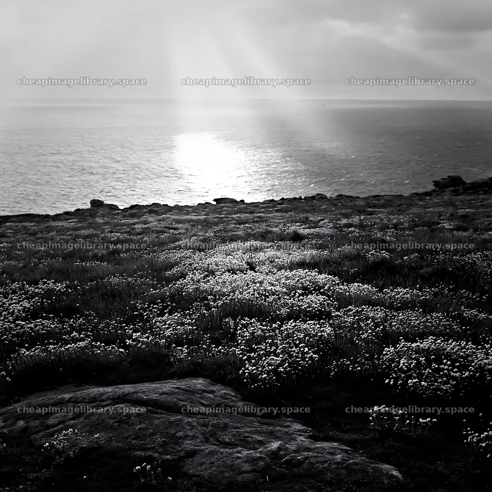 Crepuscular rays illuminate a meadow by the ocean – image library 7938x7938