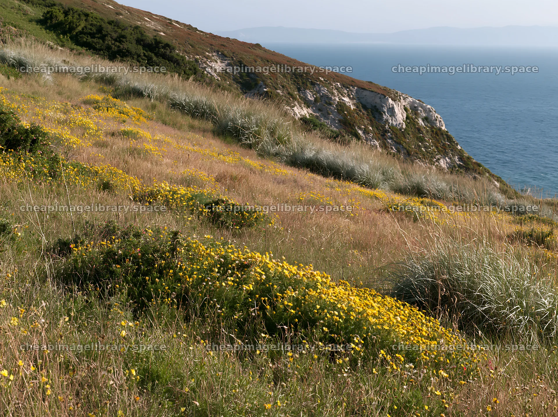 Sunny dry meadow with yellow flowers near a coastline – image library 9174x6866