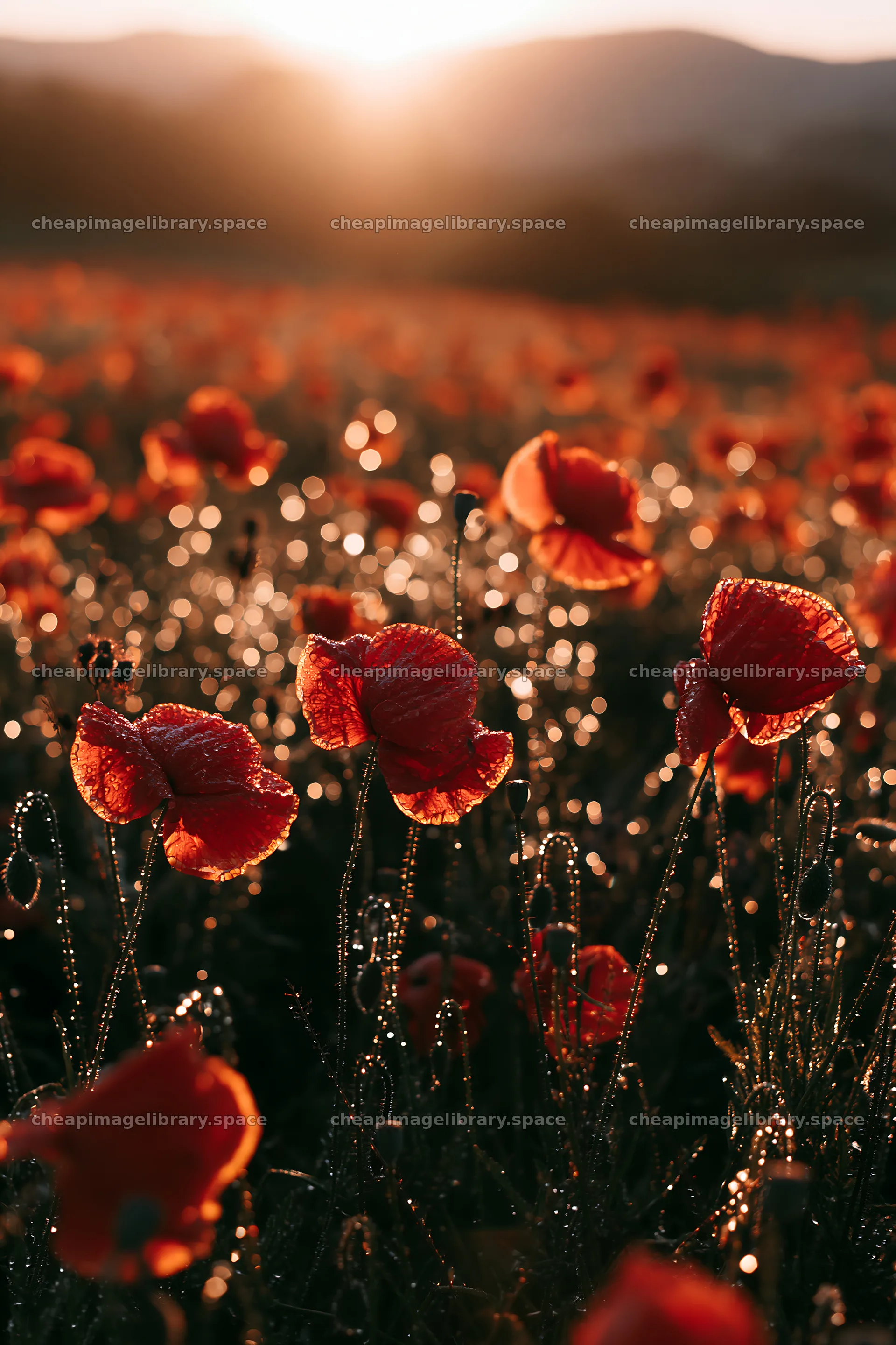 Silver dew meadow with poppies at sunrise – image library 6480x9722
