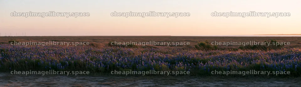 Bluebonnet meadow at sunrise in a Texas landscape – image library 14762x4268