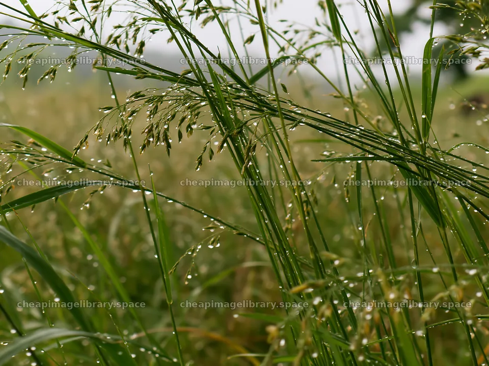 Kochi meadow with rain beaded grasses during the monsoon – image library 9174x6866
