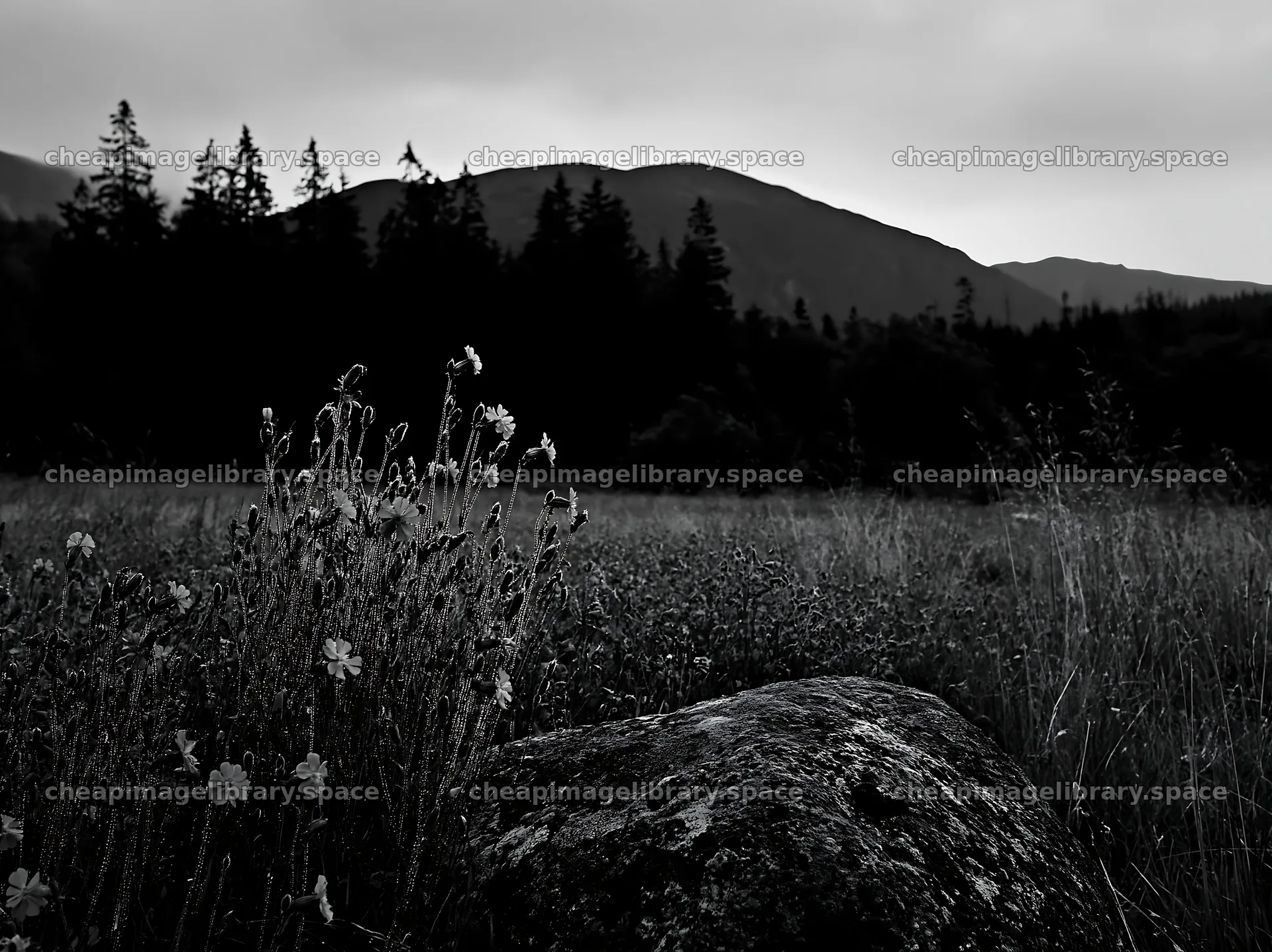Campion bellflower meadow with rocky foreground and mountain – image library 9174x6866