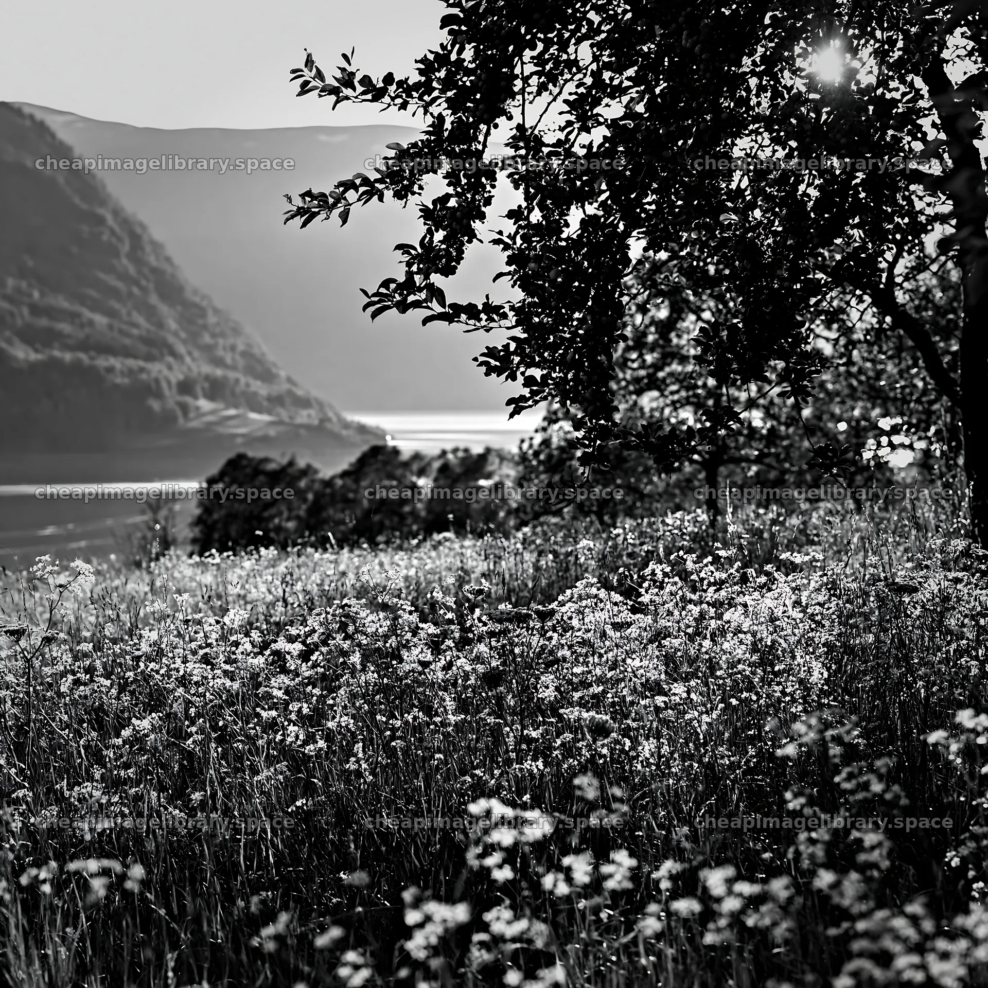 Fjord orchard meadow with flowering plants and mountains – image library 7938x7938
