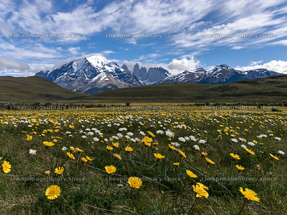 Meadow filled with flowers and mountains in the background – image library 9174x6866