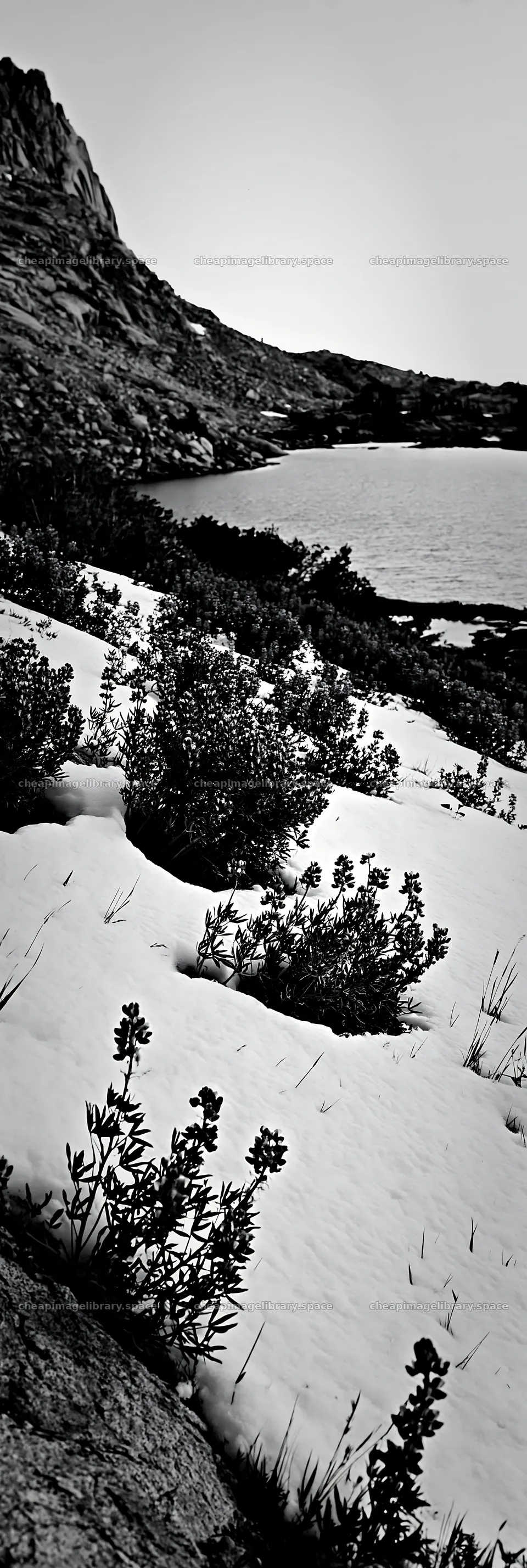 Snowy lakeside meadow during winter – image library 4602x13690