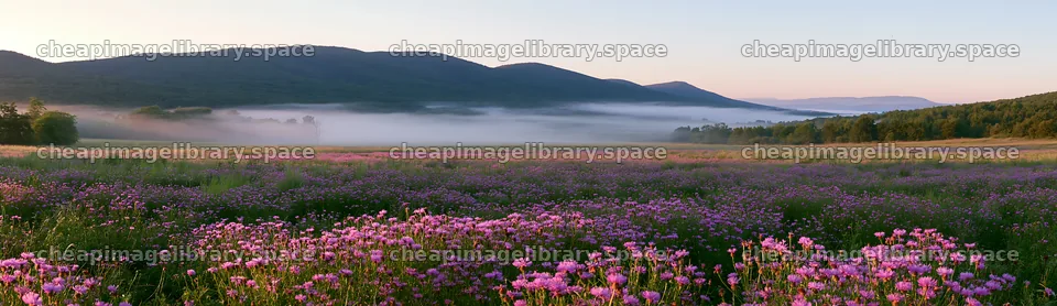Vast meadow filled with knapweed at dawn – image library 14762x4268