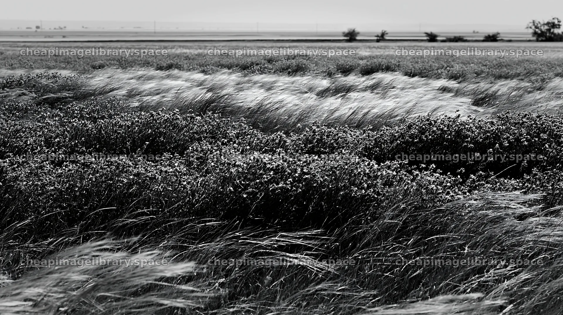Climate-resilient meadow with grasses and flowers in the field – image library 10608x5938