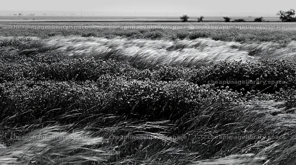 Climate-resilient meadow with grasses and flowers in the field – image library 10608x5938
