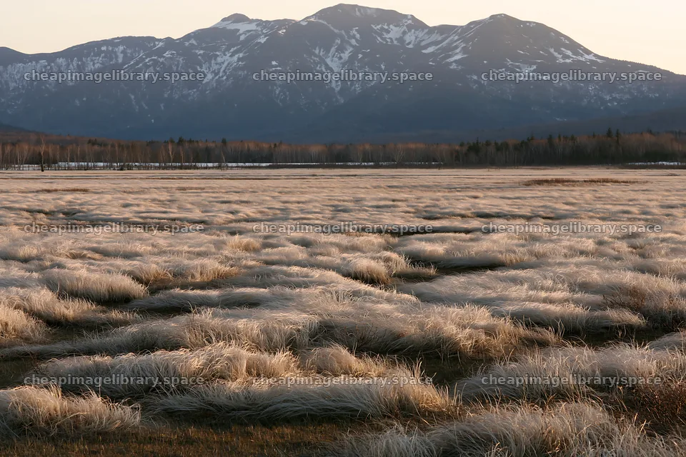 Akita snowmelt meadow with silver grasses and distant mountains – image library 9722x6480
