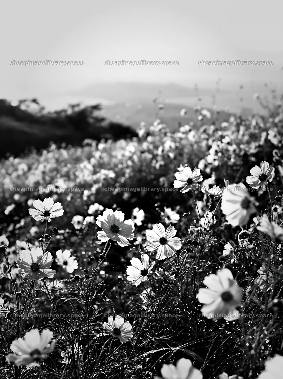 Shizuoka seasonal meadow after heavy rain with blooming flowers – image library 6866x9174