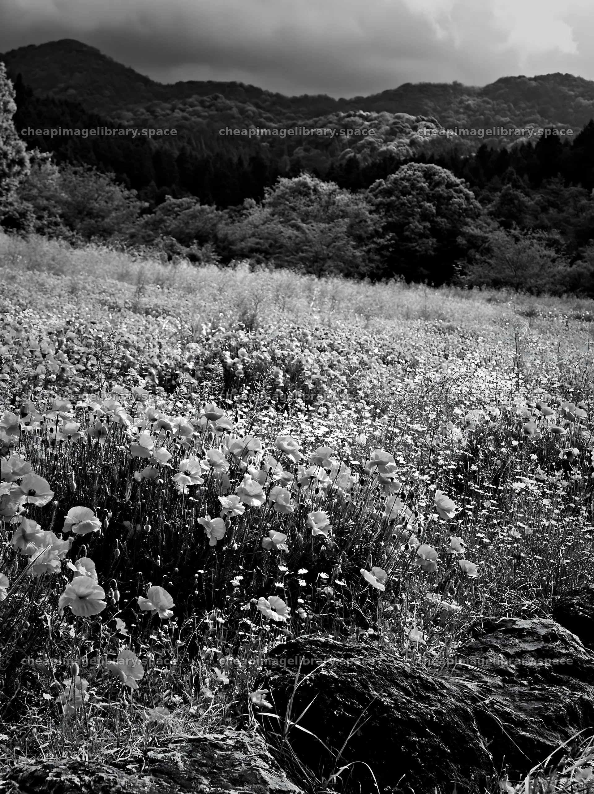Kyoto spring wildflower meadow with stone foreground – image library 6866x9174