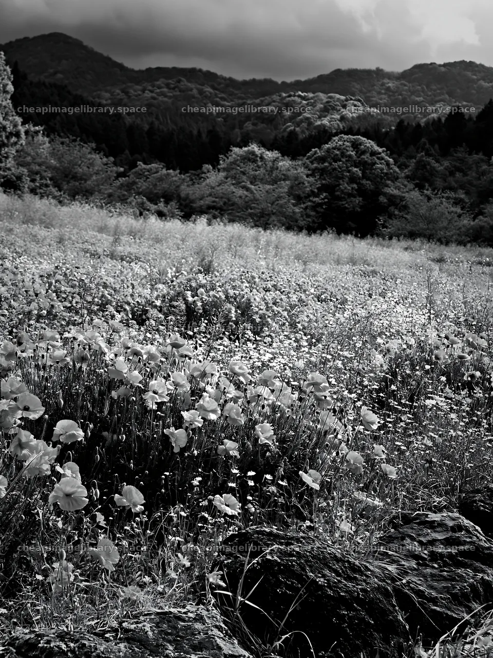 Kyoto spring wildflower meadow with stone foreground – image library 6866x9174