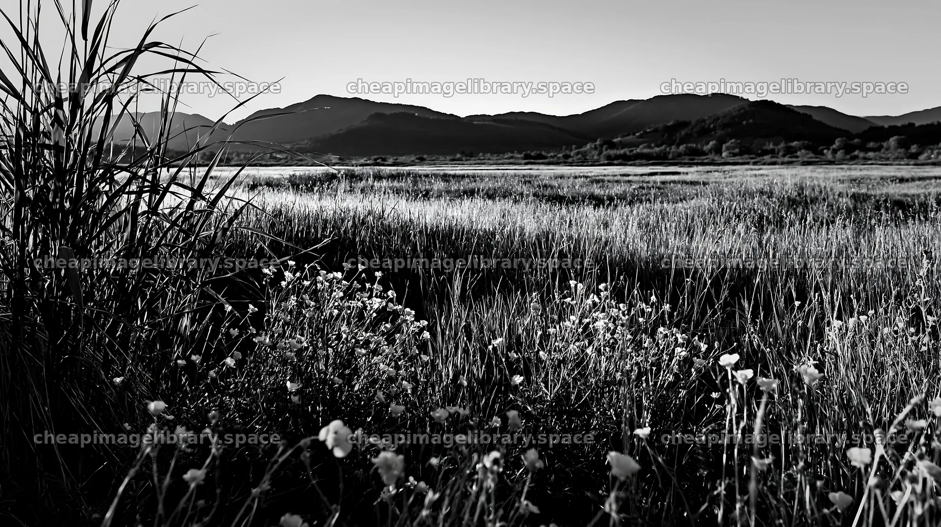 Saga floodplain meadow with reeds and mountain backdrop – image library 10608x5938
