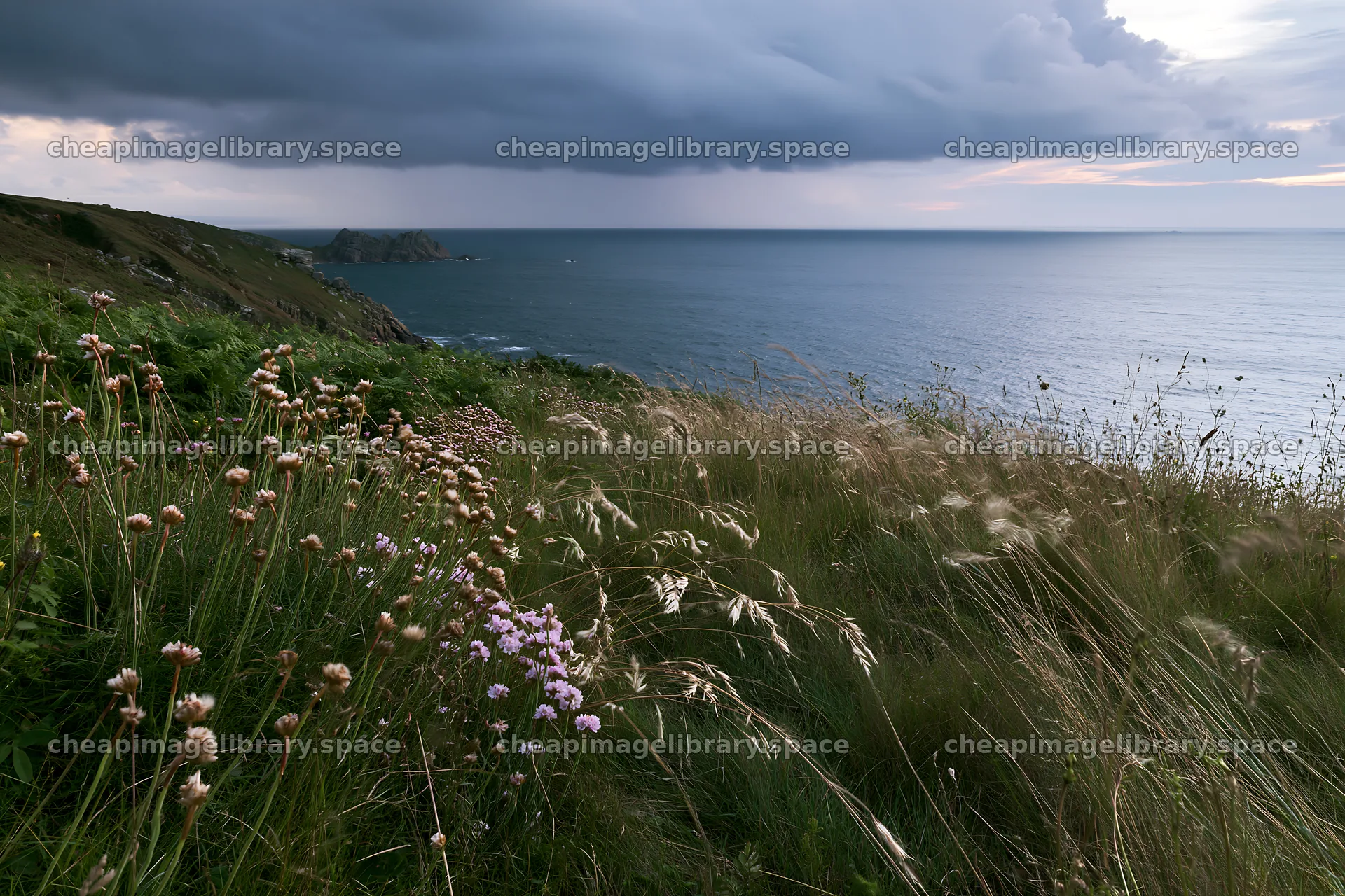 Meadow with seedheads near the coastline under cloudy sky – image library 9722x6480